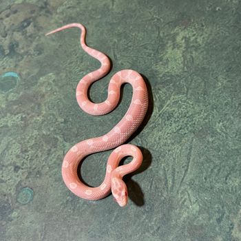 Snow Motley Corn (male) $90

