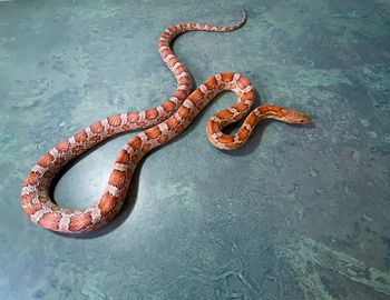 Miami Phase Corn (female - approx 3', het for various traits. Eating F/T adult mice) $125 SOLD

