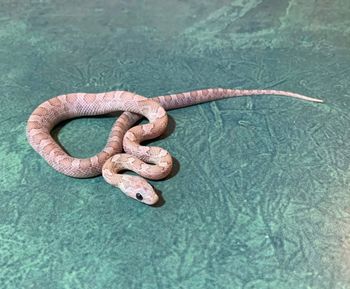 Hypo Lavender Corn (female) $150 SOLD
