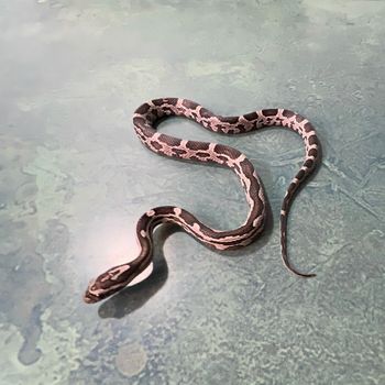 Anerythristic Corn Snake (female) $75
