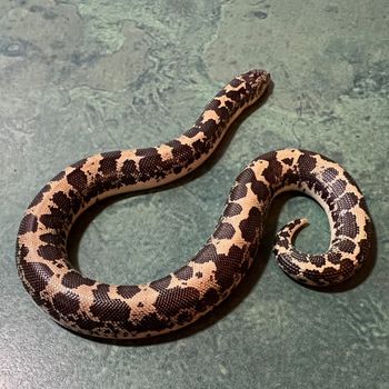 Yellow Phase Kenyan Sand Boa (female, eating F/T pinky mice) $125 SOLD

