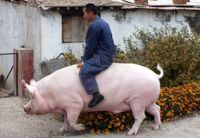 Dokublog: Schwein haben