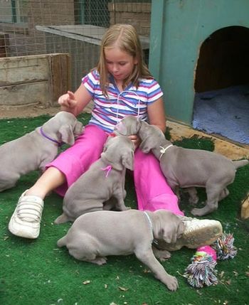 Rachel with pups - D litter
