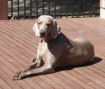 Jan 2010 sunbaking
