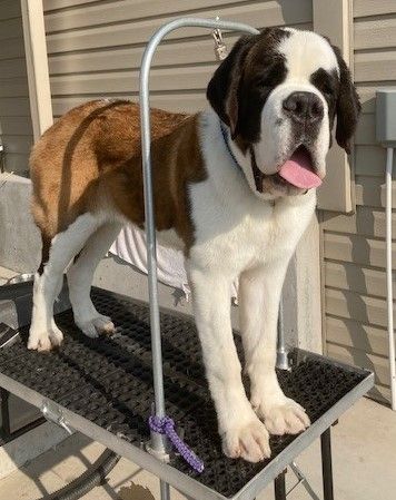 Shaving a 2024 saint bernard