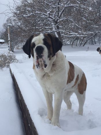 Puppies mother Marley enjoying the snow
