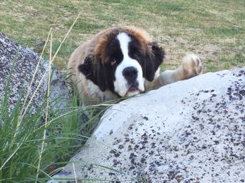 Sulley rock climbing
