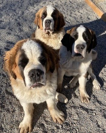 Rush and his sisters Ruby and RJ
