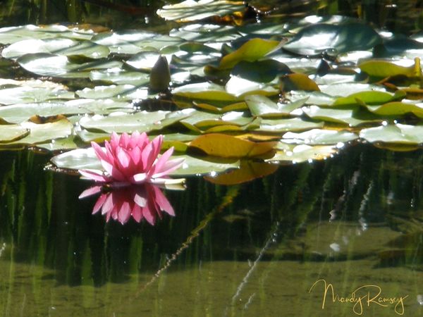Lotus reflection
