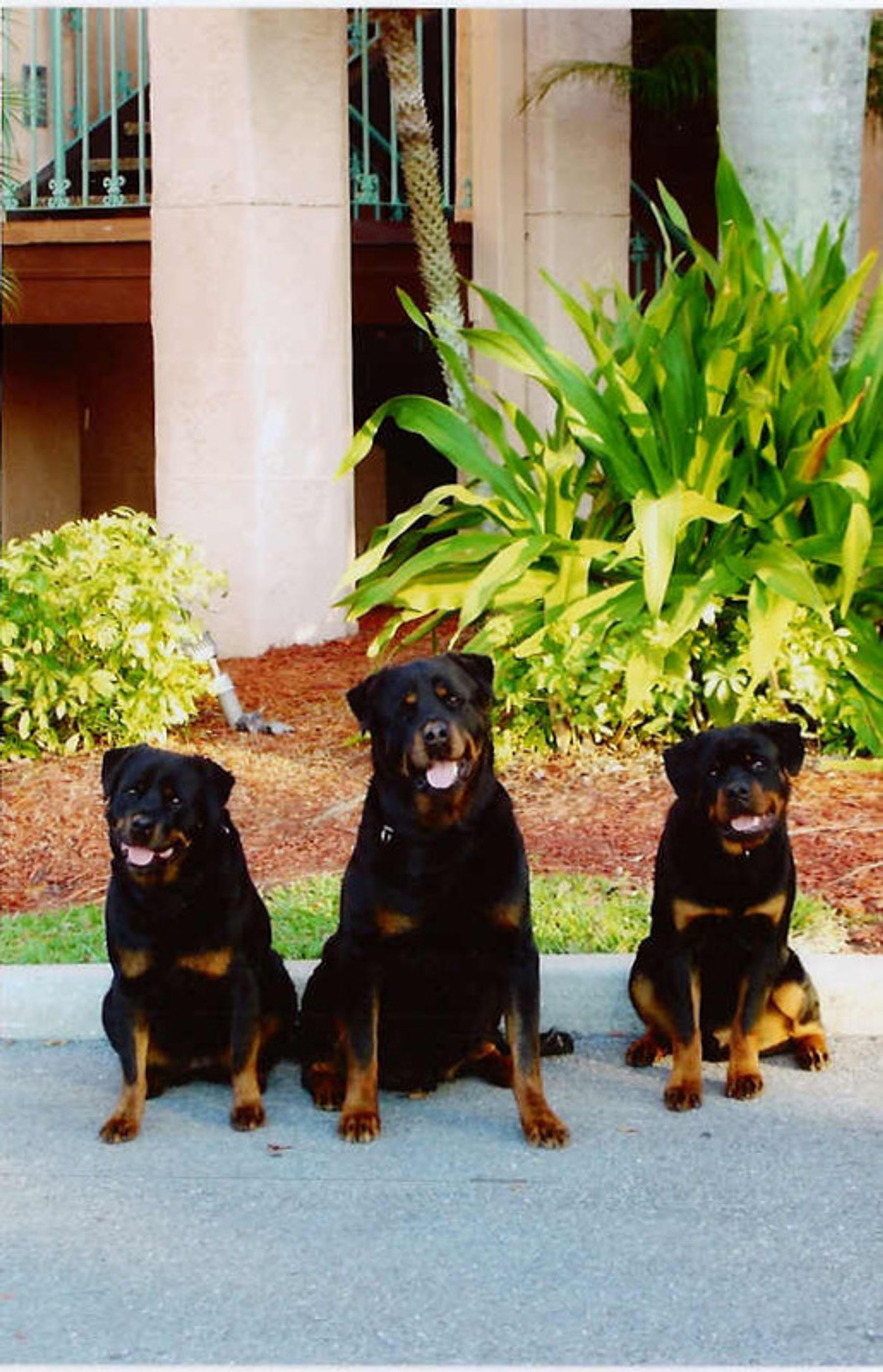 Balmain Rottweiler Bali Hai Rottweilers - Our Dogs