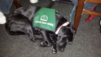 Ansley (Guide Dog Groupie).. I'm sure she is dreaming about dancing.
