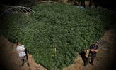 12" x 18" Metal Print - Heady OG "Sea Of Green"