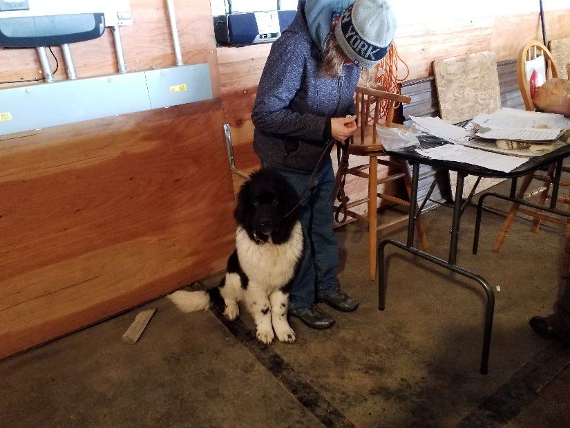 Electric City Kennel Club AKC Rally