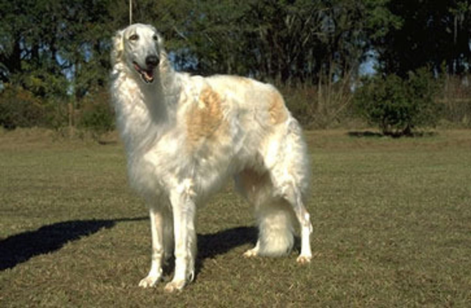 Electric City Kennel Club Featured Breed