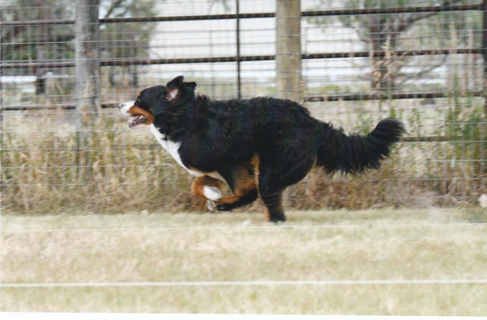 Electric City Kennel Club Fast CAT