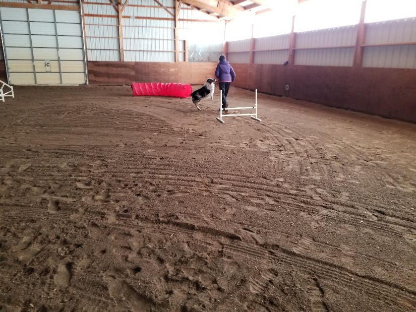 Electric City Kennel Club AKC Agility