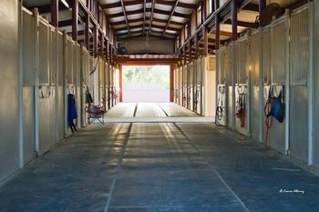 Inside the insulated back show barn showing rubber matting in the aisleway and 1 of 2 storage mezzanines at either end of the barn.
