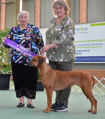 Gaia - Opp Bred By Exhibitor in Show - Victoria
