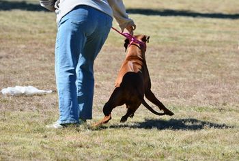 1st go at lure coursing
