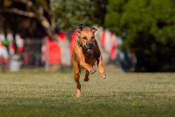 Gaia enjoying sprint dog
