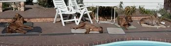 sunbathing around the pool
