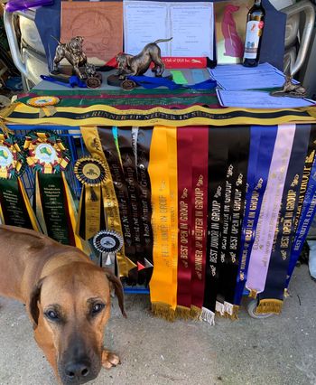 Some of August's trophies and ribbons
