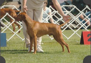 Victorian Speciality - puppy class
