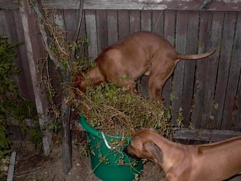 picking tomatoes
