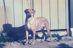 Ridgeback cherry best sale