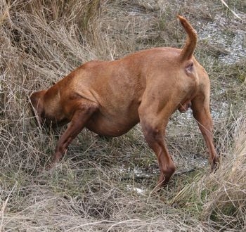 Kobi hunting turtles
