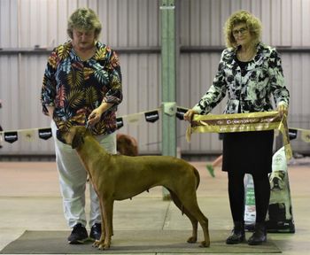 Gaia - Opp Bred By Exhibitor in Show - Sydney
