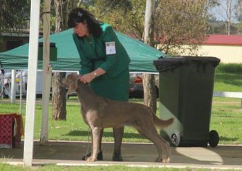 NSW Weimaraner Champ Show, Res Bitch, ROB
