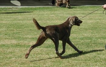 Penny strutting her stuff at 11 months
