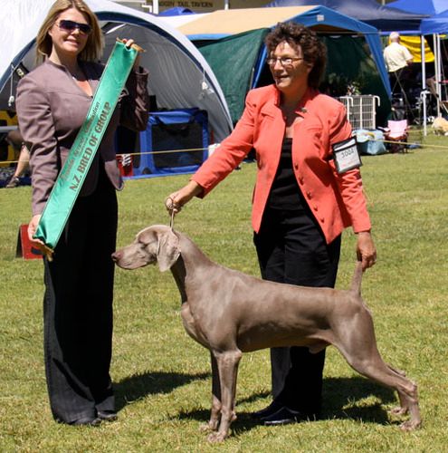 Stargazer weimaraners 2024