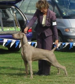 Weimaraner show best sale