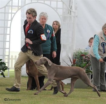 Doug and Ed being run for Best of Group at Bath Kennel Club, England.
