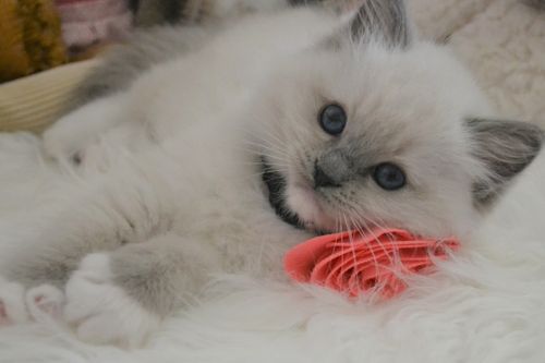 Available ragdoll kittens,ragdoll cats,ragdoll kittens