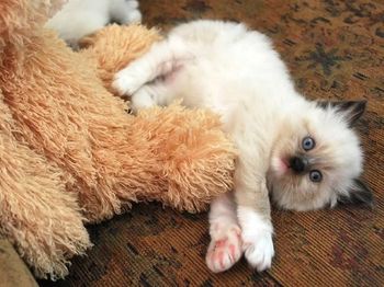 Seal Mitted
