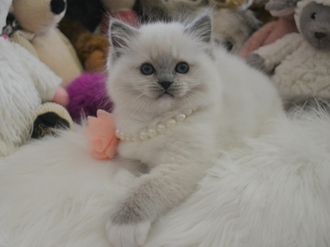 Available ragdoll Kitten,Ragdoll Kitten,Ragdolls,Toronto,Lonton Ontario