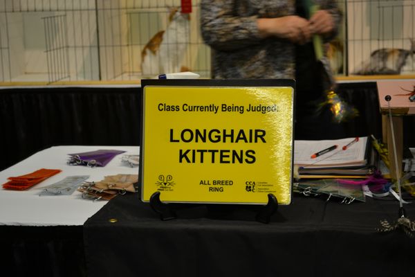 CCA Show London Ontario.
Had lots of Fun and Won 3rd Bet Kitten in Show