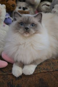 Blue Mitted Ragdoll,Toronto Ontario,Canadin Ragdolls,Ragdoll Kittend,Ragtown Ragdolls