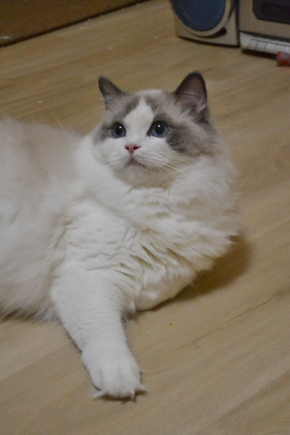 Ragtown Cattery Ragdoll Cats Ragdoll Kitten Breeder Southwestern Ontario Canada Ragdolls for Sale