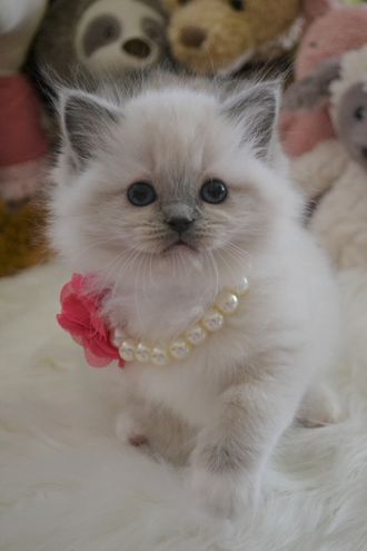 Available Ragdoll Kittens,tica catteryToronto Ontario,Michigan USA fist part of Janaury.Ontario or Michigan Area would be great.