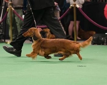 Dachshunds can fly. Lexi at the Garden
