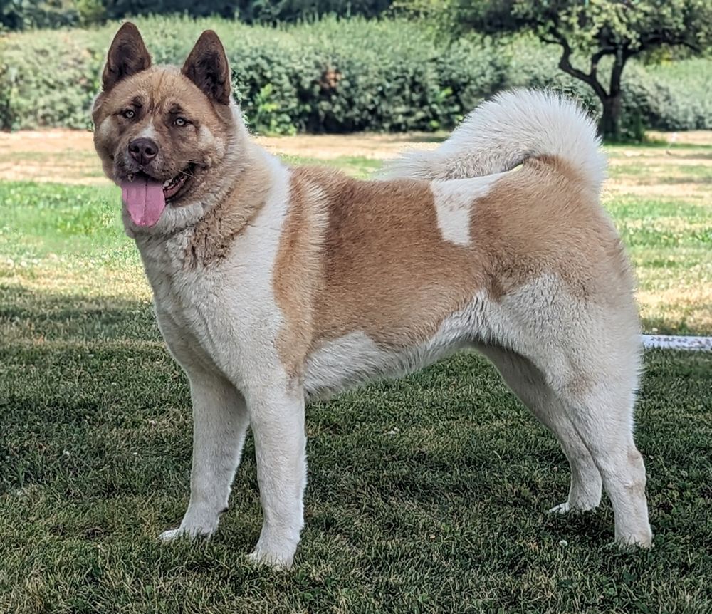 Magic Mountain Farm Bernese Mountain Dog - Akita's