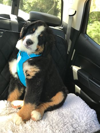 Elvis on a car ride. Buckle up for safety.
