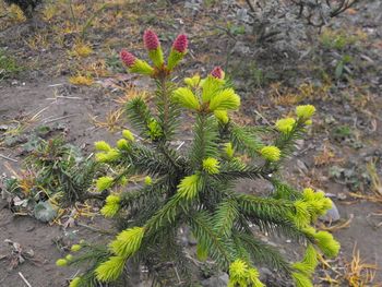 Picea abies Pusch
