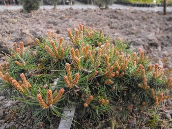 Pinus mugo Nerost Witches Broom
