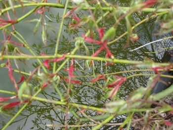 Acer palmatum dissectum Germain's Gyration -spring
