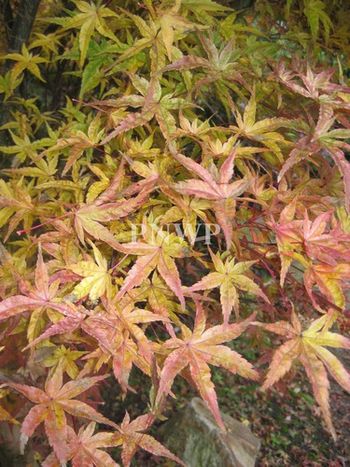 Acer palmatum Beni Tsukasa-fall
